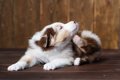 犬が自分の体をかく5…の画像