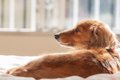 犬がシニア期に入る…の画像