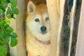 ゴミ出しに行こうと…の画像