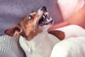 犬に『恐怖感』を植…の画像