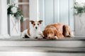 犬は飼い主の帰りを…の画像