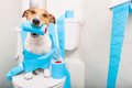 犬がウンチを失敗す…の画像