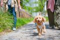 犬が散歩中『急に猛…の画像
