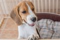 犬用ゲート、フェン…の画像