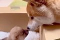赤ちゃん犬の名前に…の画像