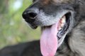 犬の口臭が気になる…の画像