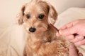 犬が『おやつ』に興…の画像