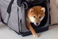 犬に『ハウス』を教…の画像