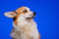 愛犬を『期待』させ…の画像