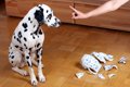犬への罰として「ご…の画像