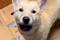 犬がゴミ箱にイタズ…の画像