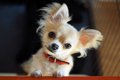 犬が『おねだりして…の画像