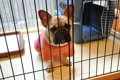 犬の留守番はサーク…の画像