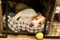 犬に負担となる『NG…の画像