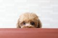 犬は人間に嘘をつく…の画像