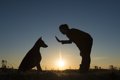 犬にしつけをしない…の画像
