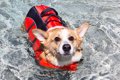 犬用ライフジャケッ…の画像