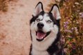 真っ青な瞳を持つ犬…の画像
