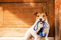 犬がいつも決まった…の画像