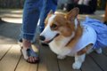 コーギーの服のおす…の画像