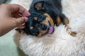 愛犬を『人懐っこい…の画像