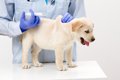 子犬のワクチンプロ…の画像