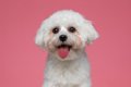 犬の危ない『舌の状…の画像