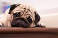 犬が『精神的苦痛』…の画像