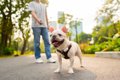 犬に『散歩を楽しん…の画像
