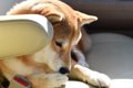 柴犬の臭いはなぜ？…の画像