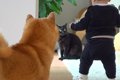 赤ちゃんが猫にちょ…の画像