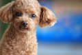 『従順な犬種』４選…の画像