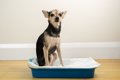 犬がトイレを我慢し…の画像