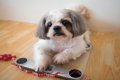 愛犬を太らせる『NG…の画像