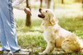 成犬を『しつける方…の画像