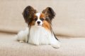体臭がしにくい犬種…の画像
