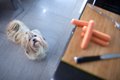 犬を『近づけてはい…の画像