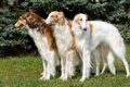 犬のボルゾイの性格…の画像