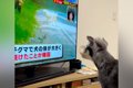 テレビの中でクマに…の画像
