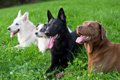 犬の主従関係や上下…の画像