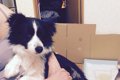 保護犬などのトイレ…の画像