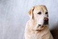 犬の『メンタルを弱…の画像