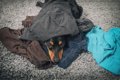 犬が飼い主のニオイ…の画像