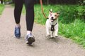 小型犬はどのぐらい…の画像