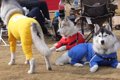5頭のハスキー犬と一…の画像