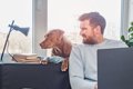 犬が『興味を持たな…の画像