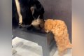 赤ちゃん犬が先輩た…の画像