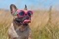 犬に絶対NGな『やり…の画像