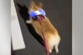 散歩中に雷が鳴った…の画像