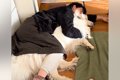 超大型犬を抱き枕に…の画像